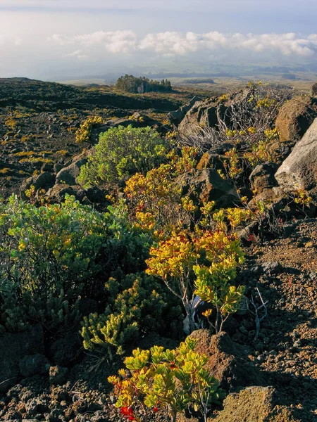 Tropisk vegetation växer nära toppmötet i Haleakala nationalpark på Maui, Hawaii — Stockfoto