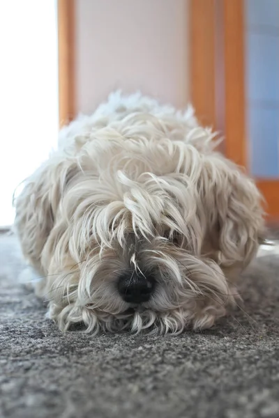 グルーマーから新郎の必要性にもかかわらず、長い毛皮を持つ非常にシャギー犬 — ストック写真
