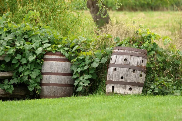 Barriles de madera en un jardín tienen muchos usos, incluyendo el almacenamiento de agua de lluvia o como jardineras o decoración — Foto de Stock