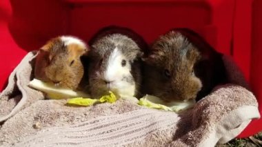 Üç Sevimli Gine Domuzu Kırmızı Kova 'nın Barınağında Marul Yiyişiyor