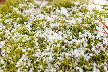 Sphagnum Moss İlkbaharda Taze Graupel Kar Katmanıyla Kaplandı