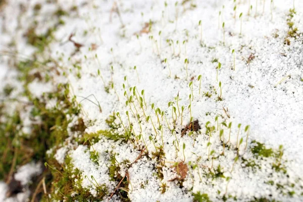 Genç Sphagnum Moss bahar aylarında taze bir Graupel Kar tabakasıyla filizleniyor.