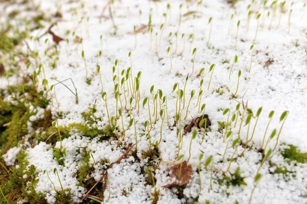 Giovani germogli di muschio di sfagno germogliano attraverso uno strato fresco di neve di Graupel in primavera — Foto Stock