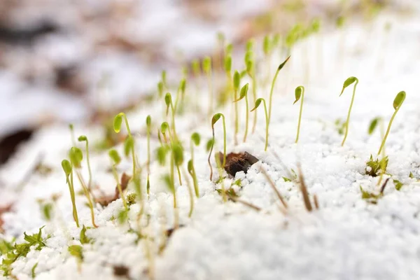 Młody Sphagnum Moss pędy Sprout przez świeżą warstwę śniegu Graupel wiosną Obrazy Stockowe bez tantiem