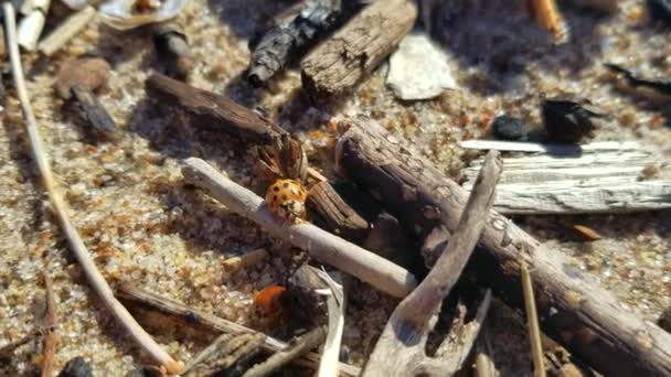 A ladybug, Surrounded by Stationary Ladybugs, crawls along a small stick at the beach — стоковое видео