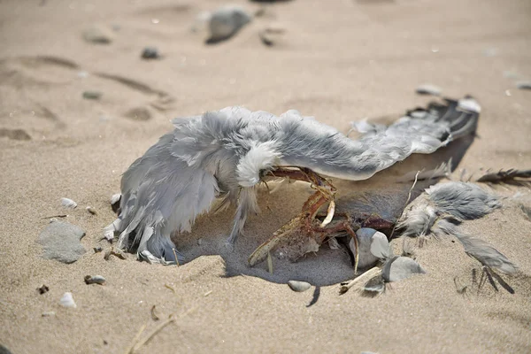 Крупный план мертвой частично разложившейся или съеденной чайки на пляже — стоковое фото