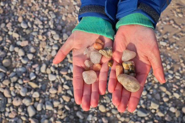 Zamknij ręce trzymając skały i kamyki zebrane na plaży w Gruzińskiej Zatoce Zdjęcia Stockowe bez tantiem