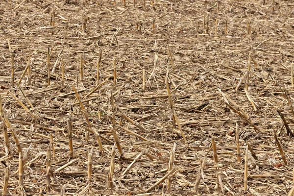 Campo de mazorcas muertas y mazorca de maíz en primavera — Foto de Stock
