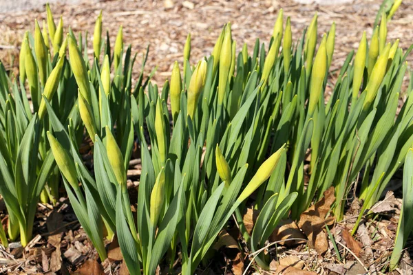 Knospen an Narzissen blühen am sonnigen Tag im Frühling im Garten — Stockfoto