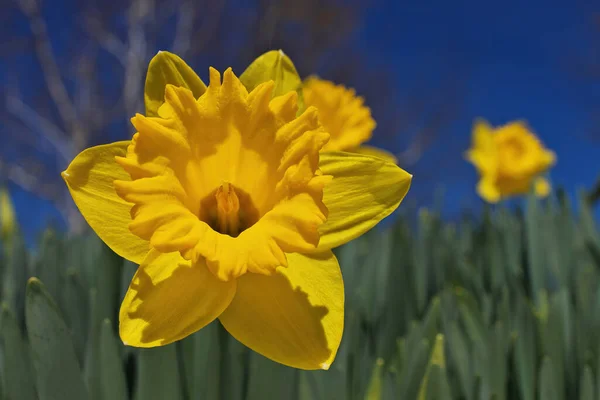 Dramatic Low Angle Close up of Bright Yellow Daffodils in Garden on a Sunny Blue Sky Day — Photo