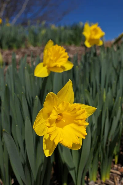 Dramatic Low Angle Vertical Close up of Bright Yellow Daffodils in Garden on a Sunny Blue Sky Day — Stockfoto