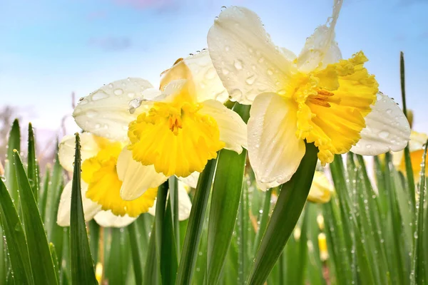 Ice Follies Daffodils Narcissus Resplandecente com gotas de chuva frescas após uma chuva de primavera — Fotografia de Stock