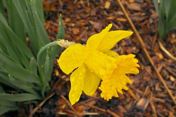 Yellow Daffodil Flower in Garden Covered in Clear Raindrops after a Spring Rain — Stock Fotó