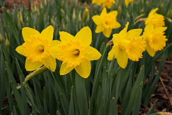 Yellow Daffodil Flowers in Garden Covered in Clear Raindrops after a Spring Rain — Stockfoto
