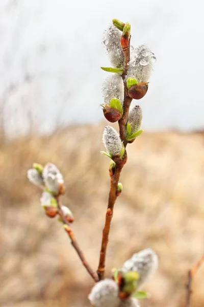 Pussy Willow Catkins Blooming in Spring Covered in Fresh Clear Raindrops — Photo