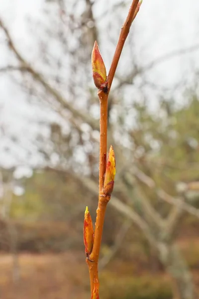 Första vÃ ¥ren knoppar pÃ ¥trÃ ¤gren redo att blomma ut i blad fÃ ¶ r att bÃ ¶ rja fotosyntes. — Stockfoto