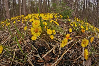 Coltsfoot ya da Tussilago farfara Ontario Kanada 'da yolun kenarında nemli bir ormanda yetişiyor.