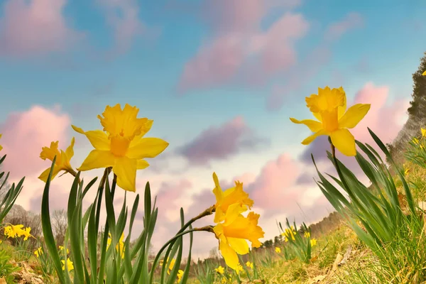 Dramatic Low Angle Fisheye Perspective of Yellow Daffodils with Sunset Growing in a Field — Stockfoto