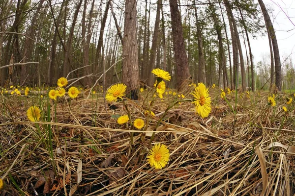 Coltsfoot ya da Tussilago farfara Ontario Kanada 'da yolun kenarında nemli bir ormanda yetişiyor.