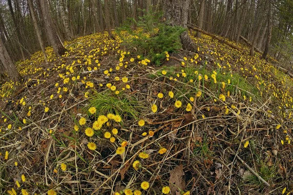 Coltsfoot ya da Tussilago farfara Ontario Kanada 'da yolun kenarında nemli bir ormanda yetişiyor.