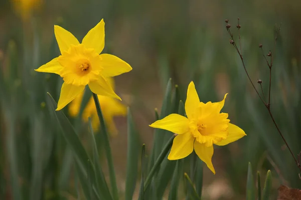 Focus on Two Yellow Trumpet Daffodils in Garden in Spring with Creamy Bokeh Background — Photo