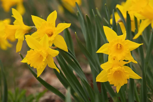Focus on Group of Yellow Trumpet Daffodils in Garden in Spring with Creamy Bokeh — Stockfoto