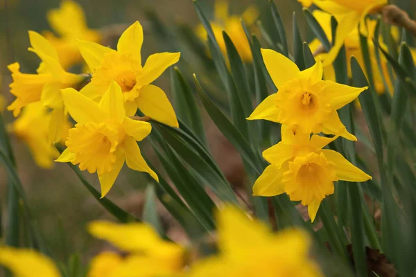 Focus on Group of Yellow Trumpet Daffodils in Garden in Spring with Creamy Bokeh — Stockfoto