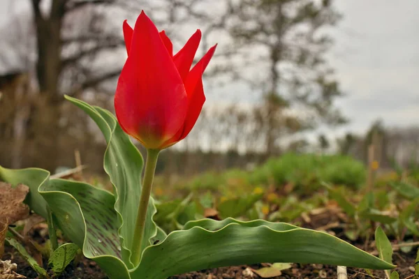Kırmızı Başlıklı Kız Lale. Kırmızı laleler. Lale çiçekli bahar çiçekleri.