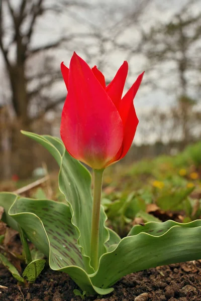 Kırmızı Başlıklı Kız Lale. Kırmızı laleler. Lale çiçekli bahar çiçekleri.