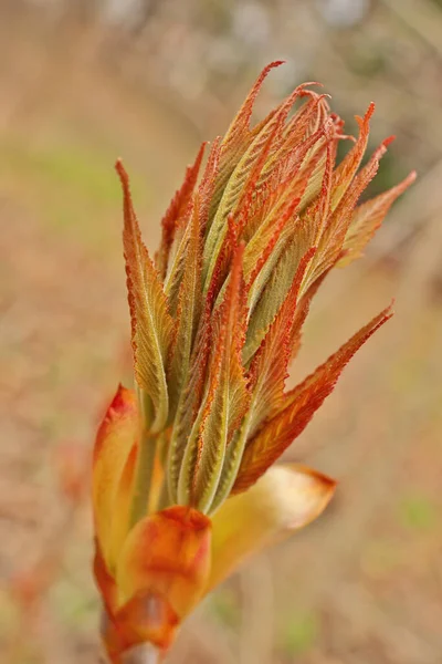 Ohio Buckeye Buds Ouverture au printemps. Aesculus Glabra — Photo