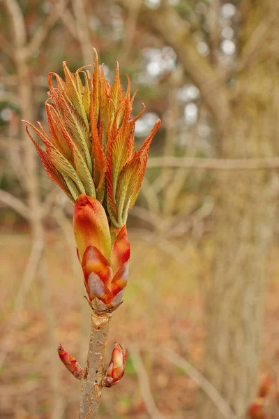 Ohio Buckeye Buds Abertura na Primavera. Aesculus Glabra — Fotografia de Stock