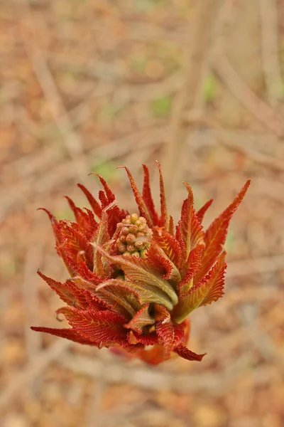 "Ohio Buckeye Buds Opening in Spring". Эскул Глабра — стоковое фото