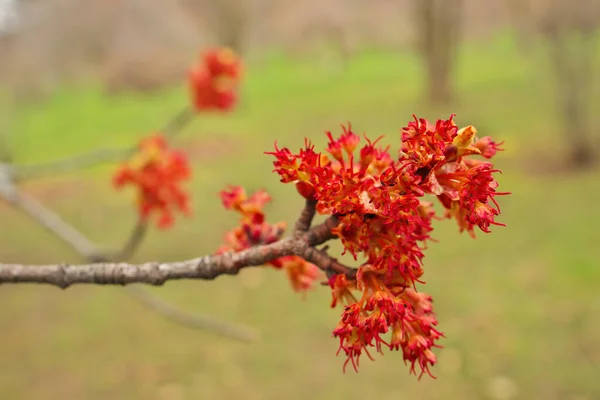 Θηλυκό κόκκινο σφένδαμο Λουλούδια δέντρο Ανθίζει την άνοιξη Acer Rubrum — Φωτογραφία Αρχείου