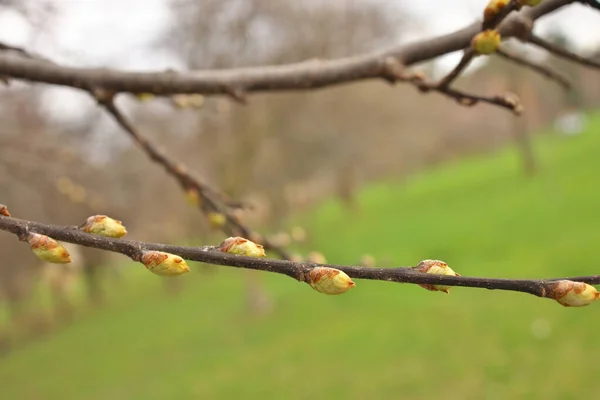 Macro Gros plan sur les bourgeons d'airelles se préparant à ouvrir au printemps Celtis Occidentalis — Photo