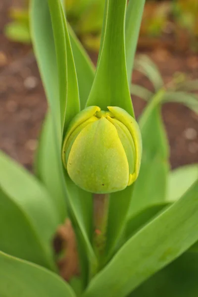 Close Up Macro of Green Tulip Bud in Sping in Garden — Fotografia de Stock