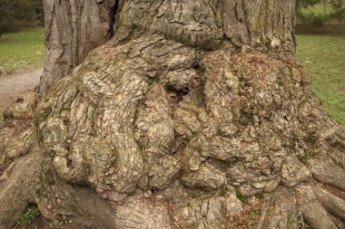 Parazit bir bakterinin sebep olduğu dev bir ağaç yuvası. Büyüyen bir kanser.