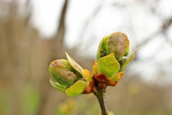 Os primeiros botões de primavera no ramo de árvore prontos para florir em folhas para começar a fotossíntese. — Fotografia de Stock