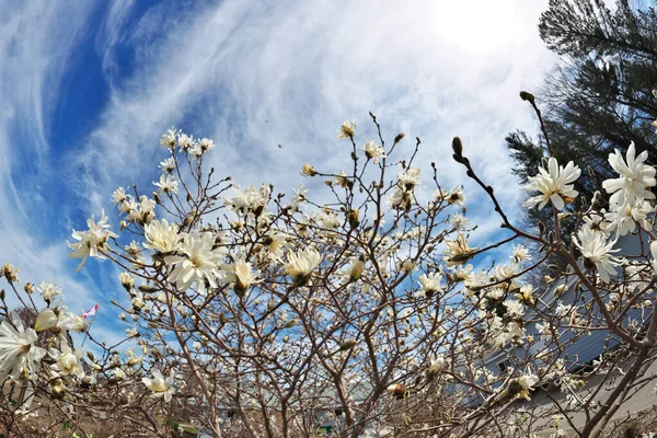 Belle perspective Fisheye de Magnolia X Loebneri Encore Fleurs fleurit contre le ciel bleu — Photo