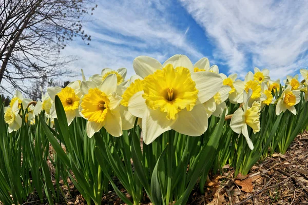 Ice Follies Daffodils Narcissus on a Sunny Spring Day. Dramatic Low Angle Fisheye Perspective. — Stockfoto