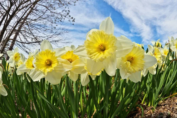 Ice Follies Daffodils Narcissus on a Sunny Spring Day. Dramatic Low Angle Fisheye Perspective. — Stockfoto