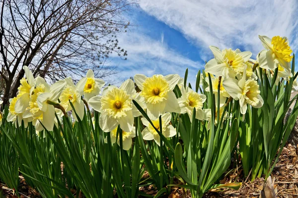 Ice Follies Daffodils Narcissus on a Sunny Spring Day. Dramatic Low Angle Fisheye Perspective. — Photo