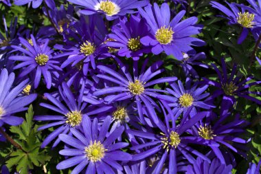 Anemone blanda, Balkan şakayığı, Yunan rüzgâr çiçeği veya kış rüzgârçiçekleri tam yukarıda