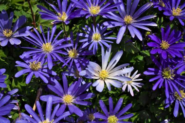 Anemone blanda, Balkan şakayığı, Yunan rüzgâr çiçeği veya kış rüzgârçiçekleri tam yukarıda