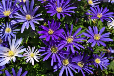 Anemone blanda, Balkan şakayığı, Yunan rüzgâr çiçeği veya kış rüzgârçiçekleri tam yukarıda