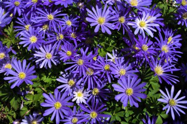 Anemone blanda, Balkan şakayığı, Yunan rüzgâr çiçeği veya kış rüzgârçiçekleri tam yukarıda