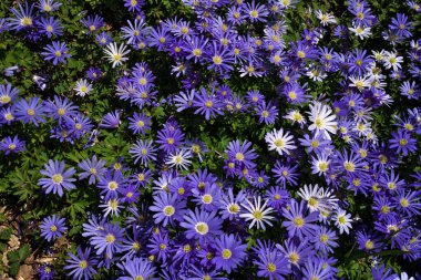 Anemone blanda, Balkan şakayığı, Yunan rüzgâr çiçeği veya kış rüzgârçiçekleri tam yukarıda