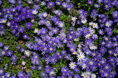 Anemone blanda, Balkan şakayığı, Yunan rüzgâr çiçeği veya kış rüzgârçiçekleri tam yukarıda