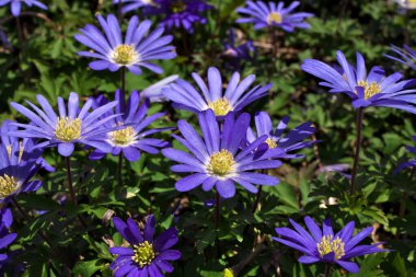 Anemone blanda, Balkan şakayığı, Yunan rüzgâr çiçeği veya mor mavi çiçekli kış rüzgârçiçeği