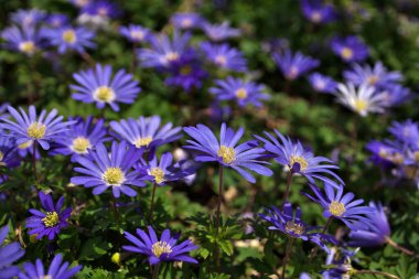 Anemone blanda, Balkan şakayığı, Yunan rüzgâr çiçeği veya mor mavi çiçekli kış rüzgârçiçeği