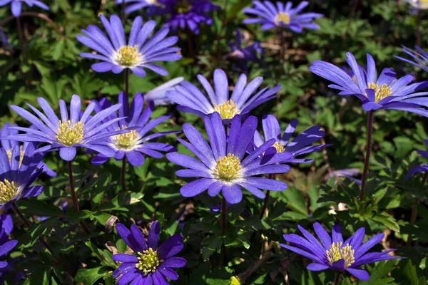 Anemone blanda, Balkan şakayığı, Yunan rüzgâr çiçeği veya mor mavi çiçekli kış rüzgârçiçeği